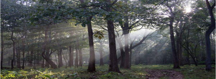 Standing Trees